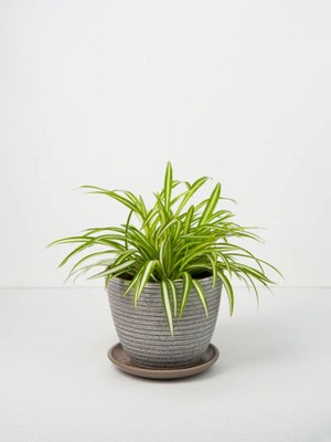 Odea Serada Decor & Plant Kurdele Çiçeği, 15-30 Cm, 3 Adet Saksılı, Kalanchoe