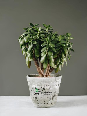 Odea Serada Decor & Plant Para Çiçeği Crassula Ovata, Dekoratif Canlı Sukulent, 15-25 Cm, Yeşil