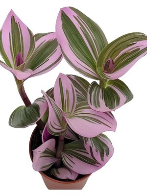 Odea Nura Botanik Nanouk Tradescantia Telgraf Çiçeği, Mini Saksılı, 10-15CM, Pembe