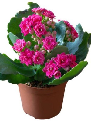 Odea Gardenbox Kadınlar Gününe Özel Hediyelik Pembe Kalanşo Çiçeği, Tül Kuşkonmaz