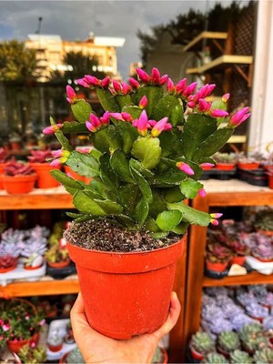 Odea Bitkim Sende Pembe Yılbaşı Çiçeği, 1 Adet Saksılı, 15-25 Cm, Iç Mekan Bitkisi