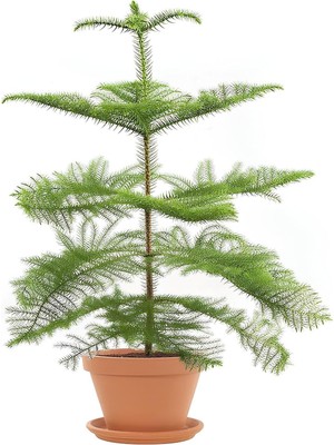 Odea Nura Botanik Salon Çamı Arokarya, 60-80 Cm, Saksılı, Ev Ofis Salon Bitkisi