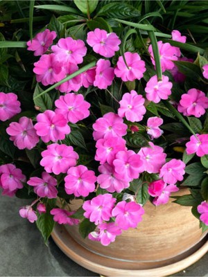 Odea Nura Botanik Pembe Cam Güzeli (Impatiens Walleriana), 10-30 Cm, 1 Adet Saksılı Çiçekli Bodur Bitki