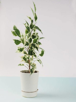Odea Gardenbox Çift Dal Alacalı Beyaz Benjamin, 40-70 Cm, 1 Adet Tüplü Iç/dış Mekan Bitkisi, Çok Renkli