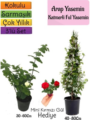 Odea Serada Decor & Plant Kokulu Arap Yasemini, Katmerli Ful Yasemin, Mini Kırmızı Gül Hediyeli 3'lü Bahçe Seti