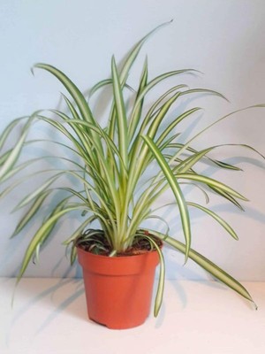 Odea Nura Botanik Alacalı Kurdele Çiçeği, 1 Adet, 20-30 Cm, Çok Renkli, Salon Çiçeği