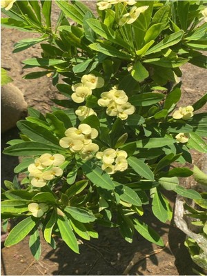 Odea Nura Botanik Sarı Renk Dikenler Tacı Çiçeği, 10-15 cm Tüplü Çiçekli Bodur Bitkiler, Euphorbia Milii, 1 Adet