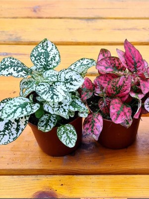 Odea Nura Botanik Hypoestes 2 Adet Hostes Çiçeği, 10-15CM, Kırmızı ve Beyaz, Iç Mekan Bitkisi