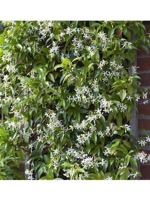Odea Nura Botanik Rhyncospermum Jasminoides Arap Yasemini Yasemin Fidanı 30-60CM Kokulu Bahçe Sarmaşığı