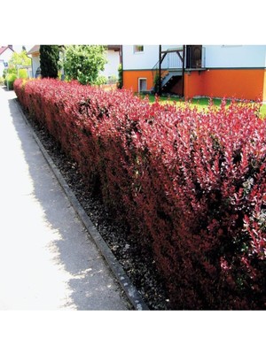 Odea Nura Botanik Berberis Çiti Fidanı, 10-30 Cm, Tüplü, Çiçekli Bodur Bitkiler, Vulgaris