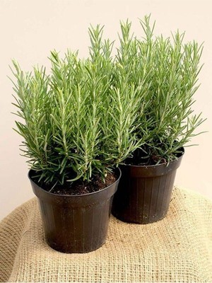Odea Nura Botanik Biberiye Fidanı, Rosmarinus Officinalis, 1 Adet