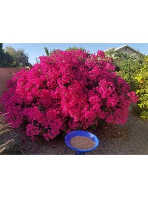 Odea Serada Decor & Plant Bougainvillea Glabra Çalı Begonvil Fidanı, 20-40 cm