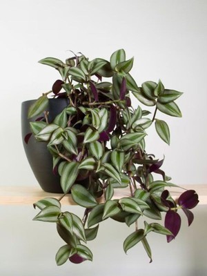Odea Nura Botanik Alacalı Mor Yapraklı Saksılı Salon Çiçeği, 30-50CM, 1 Adet