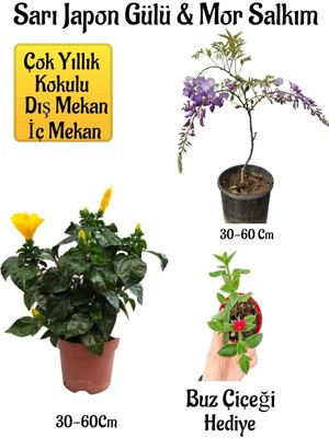 Odea Gardenbox Sarı Japon Gülü Çiçeği, Mor Salkım Ağacı Fidanı, Itır Çiçeği Hediyeli Peyzaj Seti, Çok Renkli