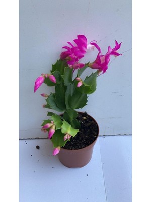 Odea Nura Botanik Ithal Yılbaşı Çiçeği, Pembe, Saksı Bitkisi