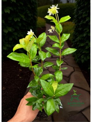 Odea Gardenbox Kokulu Arap Yasemini Sarmaşığı Fidanı, Rhyncospermum Jasminoides, Çiçekli Bitki, Saksılı, 30-40 cm