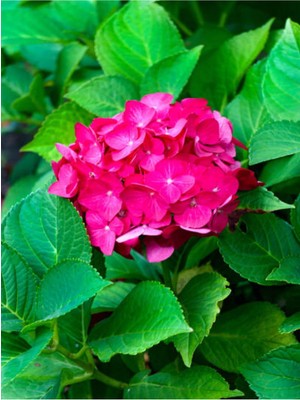 Odea Nura Botanik Fuşya Renk Çiçekli Ortanca Fidanı, 30-60 Cm, Tüplü, Hydrangea