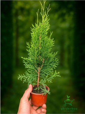 Odea Serada Decor & Plant Smaragd Batı Mazısı Fidanı, Thuja Occidentalis, 30-40 cm