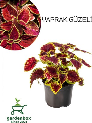 Odea Nura Botanik Çilli Yaprak Güzeli Çiçeği, 1 Adet, 10-20 Cm, Kırmızı-Sarı