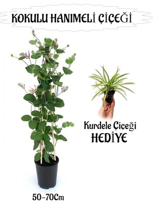 Odea Nura Botanik Mis Kokulu Hanımeli Çiçeği + Kurdele Çiçeği Peyzaj Seti, 50-70 cm