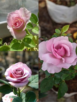 Odea Serada Decor & Plant Yediveren Aşılı Gül, Turquoise Rose, 15-30 Cm, 2 Adet Tüplü/saksılı