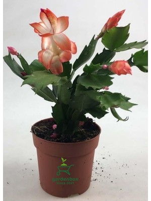 Odea Nura Botanik Yılbaşı Kaktüsü Somon Rengi, Schlumbergera Truncata, 10-15CM