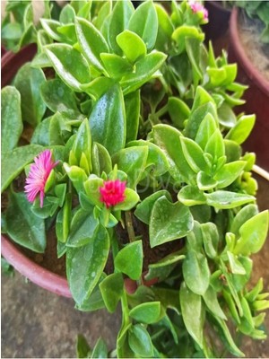 Odea Nura Botanik Pembe Buz Çiçeği (Delosperma), 5-10 Cm, 30 Adet Saksılı Çiçekli Bodur Bitki
