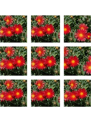 Odea Nura Botanik 10'lu Kırmızı Buz Çiçeği Fidesi, 5-15 Cm, Tüplü, Mesembryanthemum