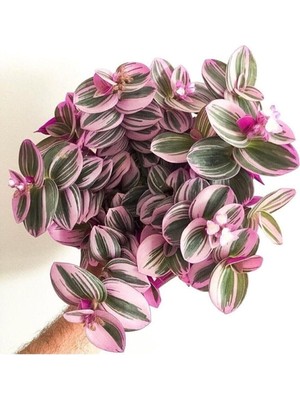 Odea Nura Botanik Serada Decor&plant Mor Telgraf Çiçeği Nanouk Zebrina Sukulent, 5,5 Cm, 1. Kalite
