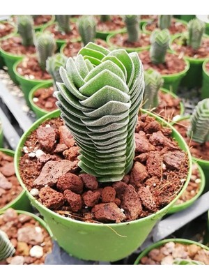 Odea Nura Botanik Buda Sukulent Crassula Buddha's Temple, Özel Tür