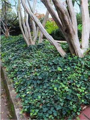 Odea Gardenbox Saksıda Orman Sarmaşığı, 40-60 Cm, Hedera Helix, Yeşil Yapraklı