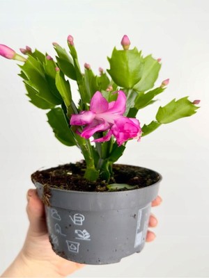 Odea Serada Decor & Plant Pembe Renk Yılbaşı Çiçeği Schlumbergera Truncata, 1 Adet Saksılı, 10-15CM