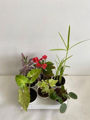 Odea Nura Botanik 6'lı Mini Bitki Seti, Melek Kanadı, Aşkın Göz Yaşı, Hedera, Kırmızı Milli Dikenler, Pilea, Japon Şemsiyesi