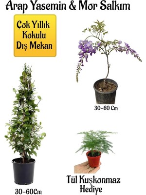 Odea Nura Botanik Kokulu Arap Yasemin Çiçeği, Mor Salkım Ağacı Fidanı, Tül Kuşkonmaz Hediyeli Peyzaj Seti, 30-60 cm