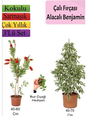 Odea Gardenbox Beyaz Alacalı Benjamin Bitkisi, Fırça Çalısı, Buz Çiçeği, 3'lü Set, Çok Renkli