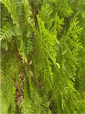 Odea Nura Botanik Limon Çamı Servi Fidanı, 50-70 Cm, Saksılı, Çok Renkli