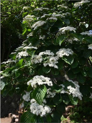 Odea Serada Decor & Plant Viburnum Lucidum Kartopu Beyaz Renkli, 80-110 Cm, 1 Adet Tüplü Dış Mekan Bitkisi