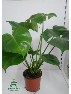 Odea Nura Botanik Monstera Deliciosa Deve Tabanı Çiçeği, 30-60 Cm, 1 Adet, Yeşil