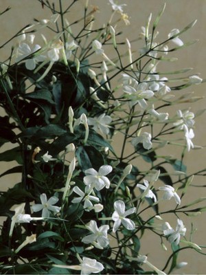 Odea Nura Botanik Arap Yasemini Yasemin Fidanı, 40-60 Cm, 1 Adet Saksılı, Rhyncospermum Jasminoides