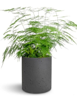 Odea Nura Botanik Canlı Formlu Tül Kuşkonmaz Salon Çiçeği, 15-30 Cm, Asparagus Setaceus