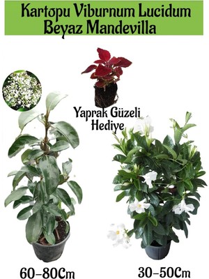 Odea Bitkim Sende Kartopu Viburnum, Beyaz Mandevilla, Yaprak Güzeli Bahçe Bitkisi Seti, 3 Adet