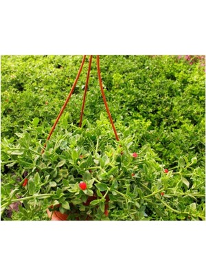 Odea Nura Botanik Buz Çiçeği Fidanı, Askılı Saksıda, 20-30CM, Yoğun Çiçekli