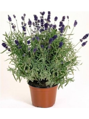 Odea Serada Decor & Plant Angustafolia Lavanta, Yetiştirme Saksısında, Mor