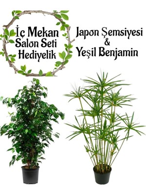 Odea Nura Botanik Japon Şemsiyesi (40-60 Cm) + Yeşil Benjamin Bitkisi (40-60 Cm) Saksılı Set