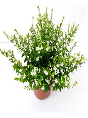 Odea Nura Botanik Beyaz Kufeya Çiçeği, 20-40 Cm, 1 Adet Saksılı Çiçekli Bodur Bitki, Cuphea Hyssopifolia