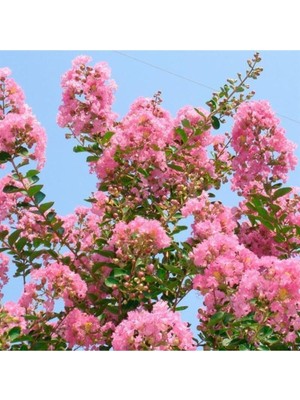 Odea Nura Botanik Pembe Oya Çiçeği Fidanı, 80 Cm, Çok Renkli
