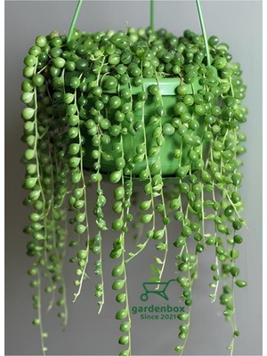 Odea Nura Botanik Boncuk Tespih Çiçeği, 1 Adet, Makrome Saksılı, 20-30 Cm, Senecio Rowleyanus