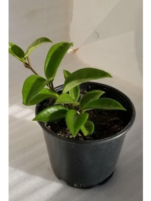 Odea Bitkim Sende Mum Çiçeği Pembe-Beyaz Çift Renk Ev Salon Bitkisi, 10-15CM