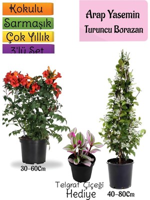 Odea Nura Botanik Kokulu Arap Yasemini, Turuncu Borusan Çiçeği, Telgraf Çiçeği 3'lü Bahçe Seti