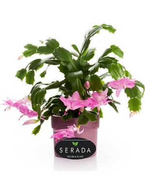 Odea Bitkim Sende Pembe Schlumbergera Truncata Yılbaşı Çiçeği, Saksılı, 1 Adet
